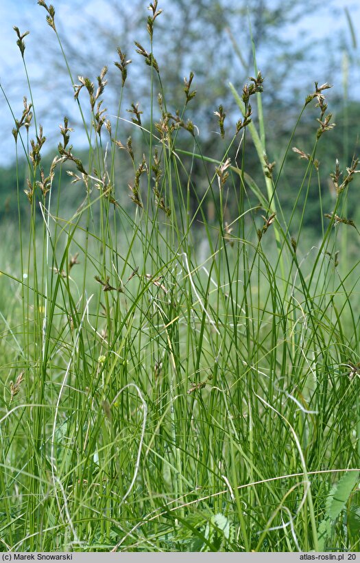 Carex brizoides (turzyca drżączkowata)