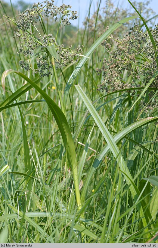 Scirpus sylvaticus (sitowie leśne)