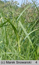 Scirpus sylvaticus (sitowie leśne)