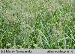 Scirpus sylvaticus (sitowie leśne)