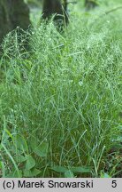 Poa nemoralis (wiechlina gajowa)