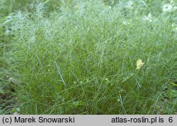 Poa nemoralis (wiechlina gajowa)