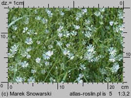Stellaria graminea (gwiazdnica trawiasta)