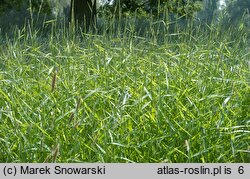 Phalaris arundinacea (mozga trzcinowata)