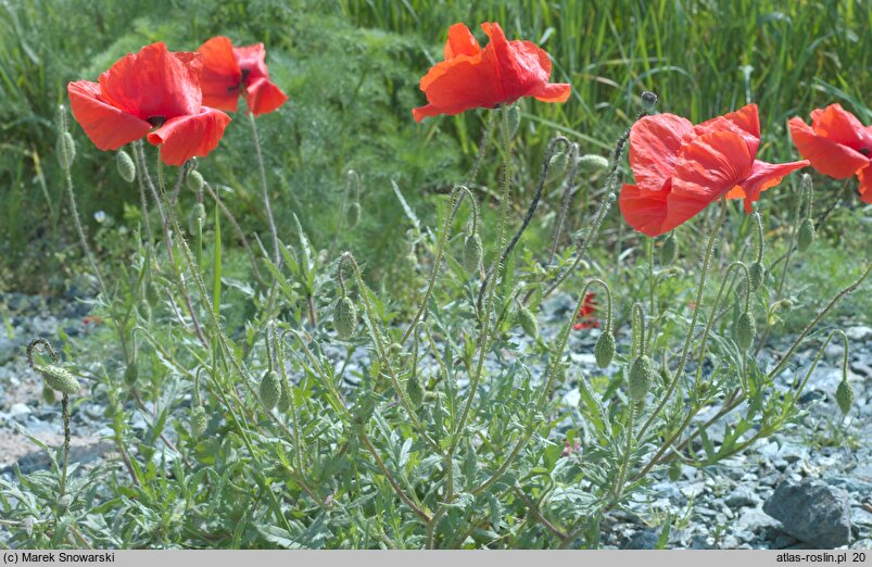 Papaver rhoeas var. rhoeas (mak polny typowy)