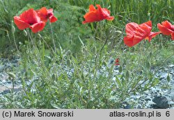 Papaver rhoeas var. rhoeas (mak polny typowy)