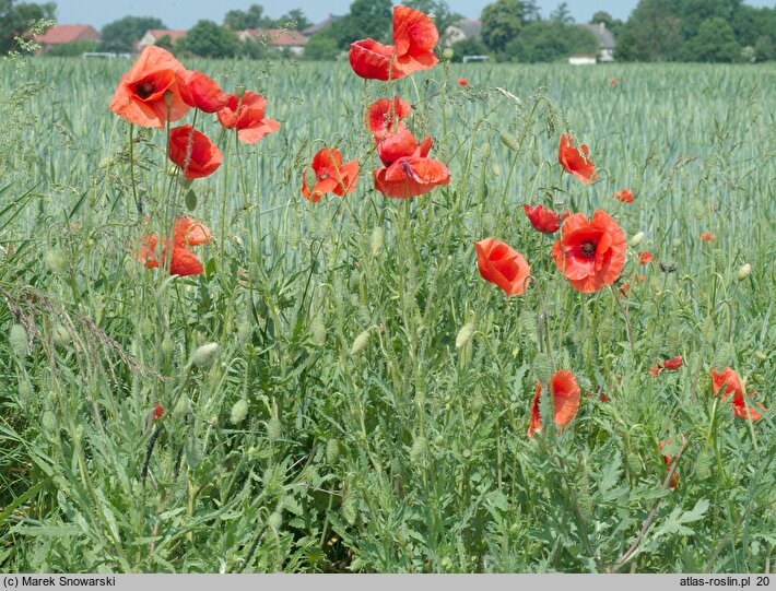 Papaver rhoeas var. rhoeas (mak polny typowy)