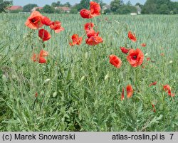 Papaver rhoeas var. rhoeas (mak polny typowy)