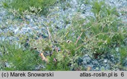 Geranium pusillum (bodziszek drobny)