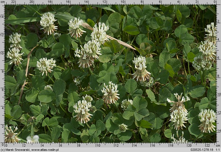 Trifolium repens ssp. repens (koniczyna biała typowa)