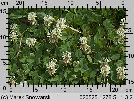 Trifolium repens ssp. repens (koniczyna biała typowa)