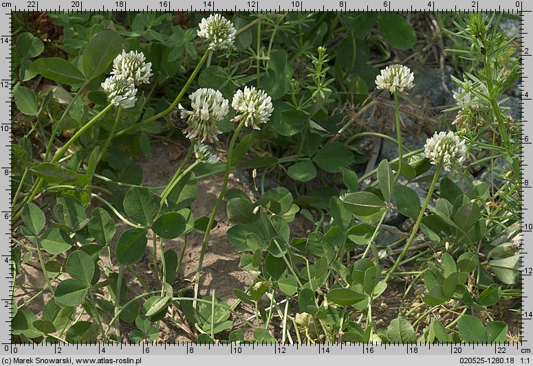 Trifolium repens ssp. repens (koniczyna biała typowa)