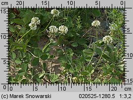 Trifolium repens ssp. repens (koniczyna biała typowa)