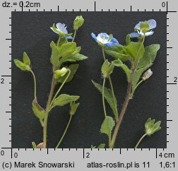 Veronica filiformis (przetacznik nitkowaty)