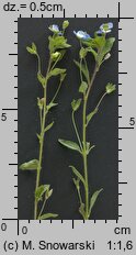 Veronica filiformis (przetacznik nitkowaty)