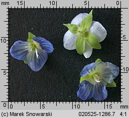 Veronica filiformis (przetacznik nitkowaty)