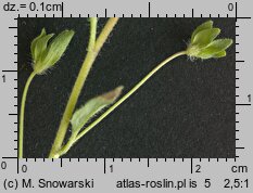 Veronica filiformis (przetacznik nitkowaty)