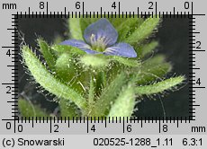 Veronica arvensis (przetacznik polny)