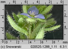 Veronica arvensis (przetacznik polny)