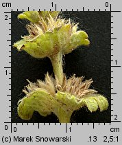 Lamium amplexicaule (jasnota różowa)