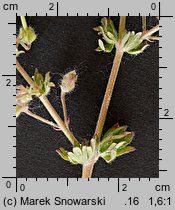 Geranium pusillum (bodziszek drobny)