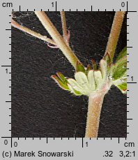 Geranium pusillum (bodziszek drobny)