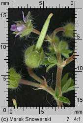 Geranium pusillum (bodziszek drobny)