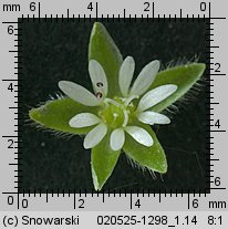 Stellaria media (gwiazdnica pospolita)