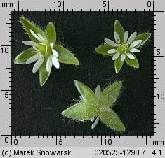 Stellaria media (gwiazdnica pospolita)