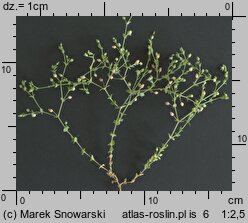 Arenaria serpyllifolia ssp. serpyllifolia (piaskowiec macierzankowy typowy)