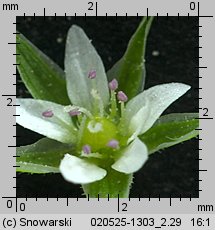 Arenaria serpyllifolia ssp. serpyllifolia (piaskowiec macierzankowy typowy)