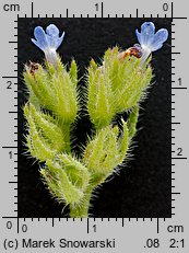 Anchusa arvensis (farbownik polny)