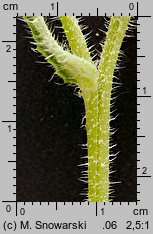 Anchusa arvensis (farbownik polny)