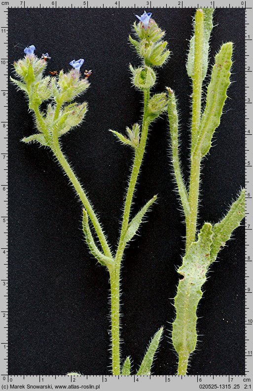 Anchusa arvensis (farbownik polny)