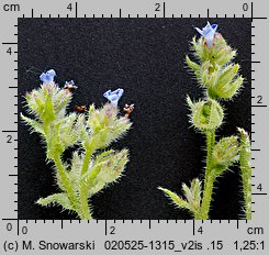 Anchusa arvensis (farbownik polny)