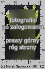 Anchusa arvensis (farbownik polny)