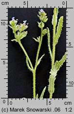 Anchusa arvensis (farbownik polny)