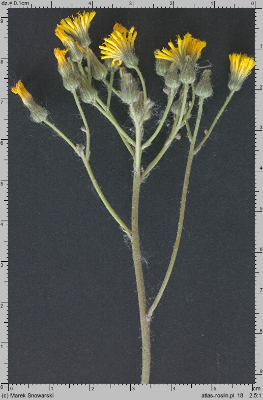 Pilosella caespitosa (kosmaczek łąkowy)