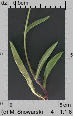 Pilosella caespitosa (kosmaczek łąkowy)