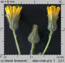Pilosella caespitosa (kosmaczek łąkowy)