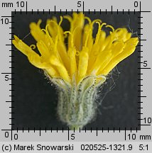 Pilosella caespitosa (kosmaczek łąkowy)