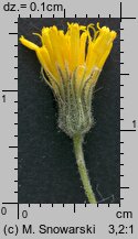 Pilosella caespitosa (kosmaczek łąkowy)