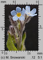 Myosotis arvensis (niezapominajka polna)