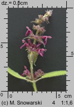 Stachys sylvatica (czyściec leśny)