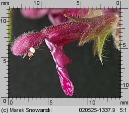 Stachys sylvatica (czyściec leśny)