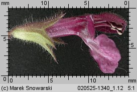 Stachys sylvatica (czyściec leśny)
