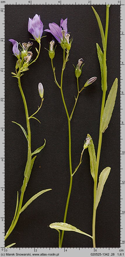 Campanula patula (dzwonek rozpierzchły)