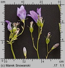 Campanula patula (dzwonek rozpierzchły)