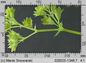 Alchemilla monticola (przywrotnik pasterski)