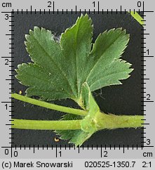 Alchemilla monticola (przywrotnik pasterski)